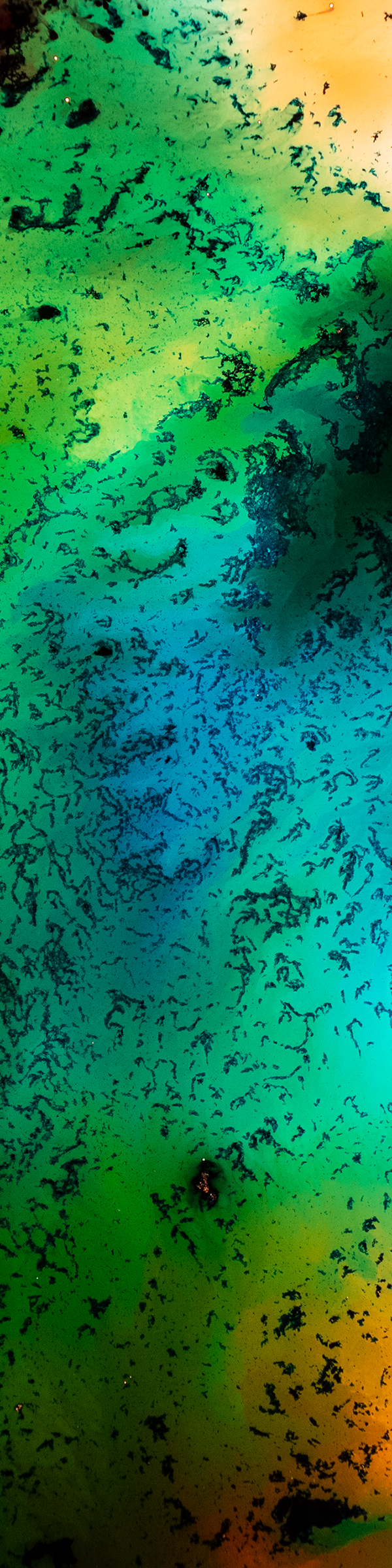 2x8 Crop