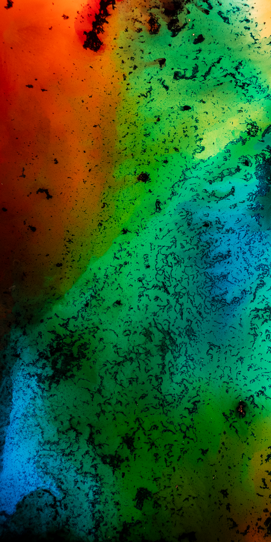 3x6 Crop